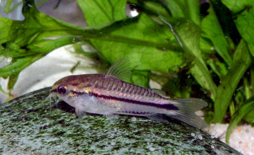 corydoras_pygmaeus_species_large.jpg