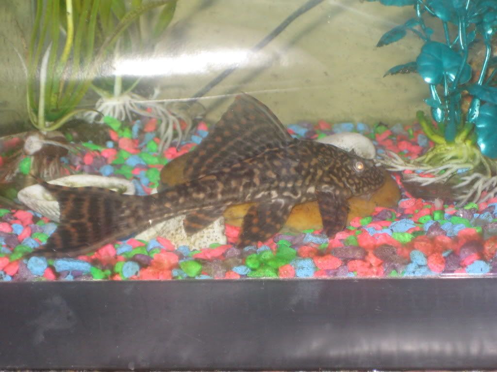 bonniesppleco004.jpg