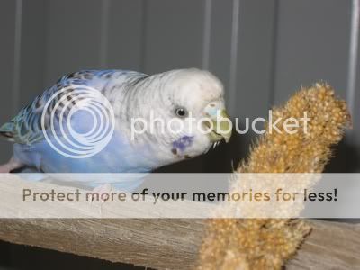 aviarybudgies032.jpg