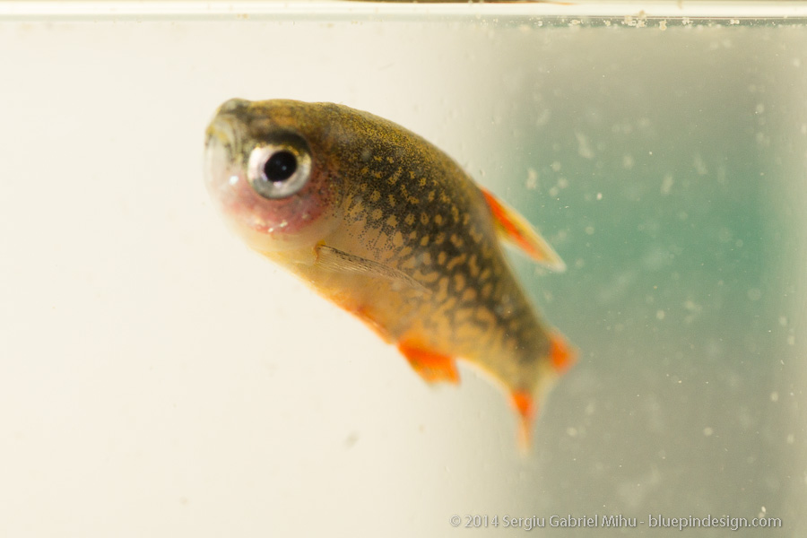 galaxy_rasbora_sick__DSC3599.jpg