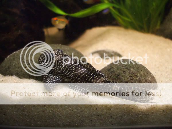 pleco_01.jpg