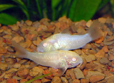 AlbinoCory_WFCAc_C2907.jpg