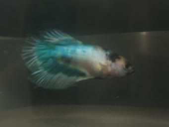 bettas579.jpg