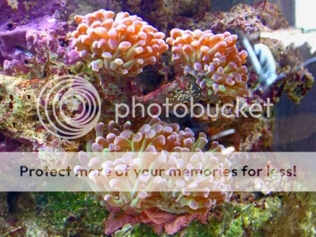 2009_0622Reef0185a.jpg