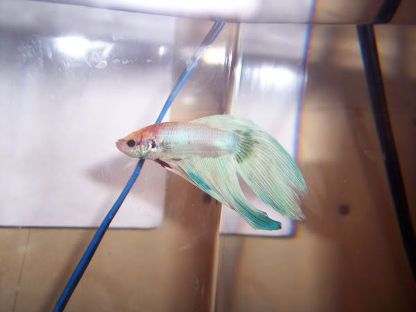 Betta2.jpg