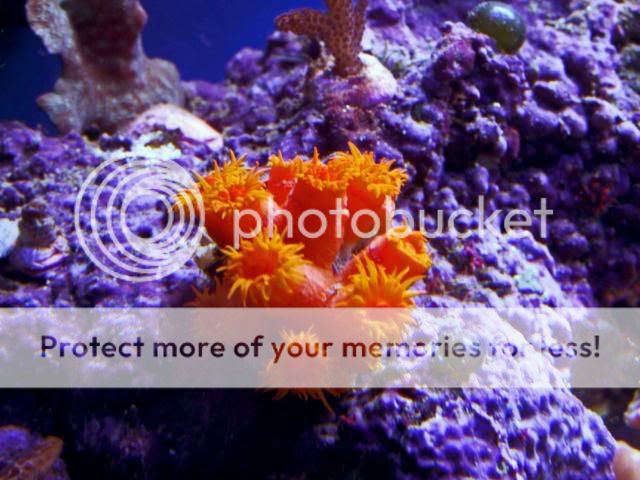 2009_0902Reef0072.jpg