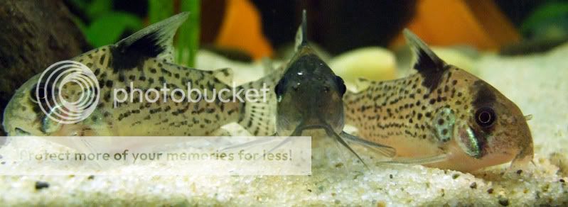 CorydorasagassiziiCorydorasleucomel.jpg