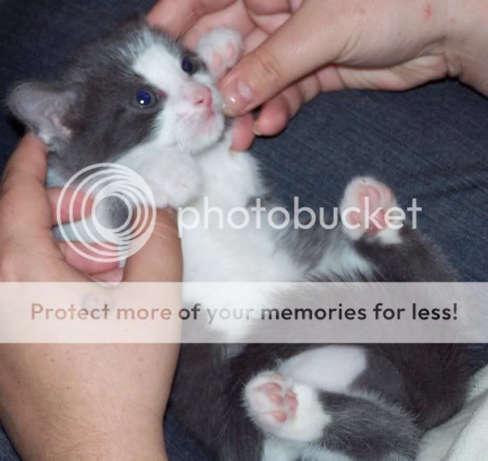 Kittens029.jpg