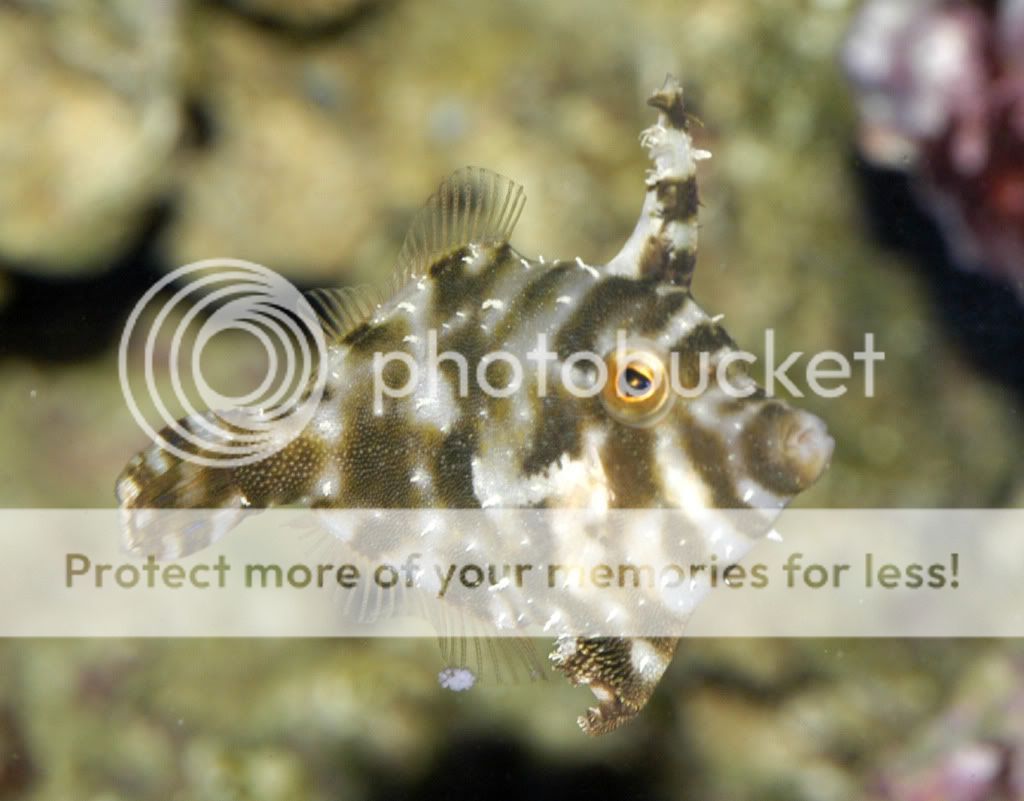 Filefish1.jpg