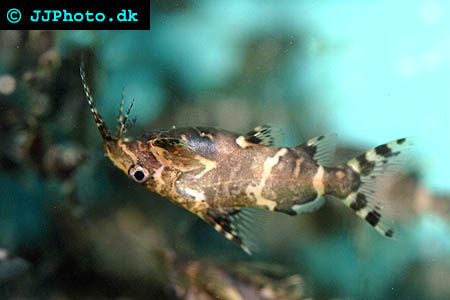 synodontis_nigriventris_01.jpg