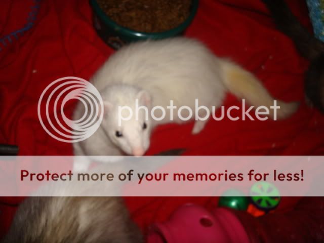 ferrets006-1.jpg