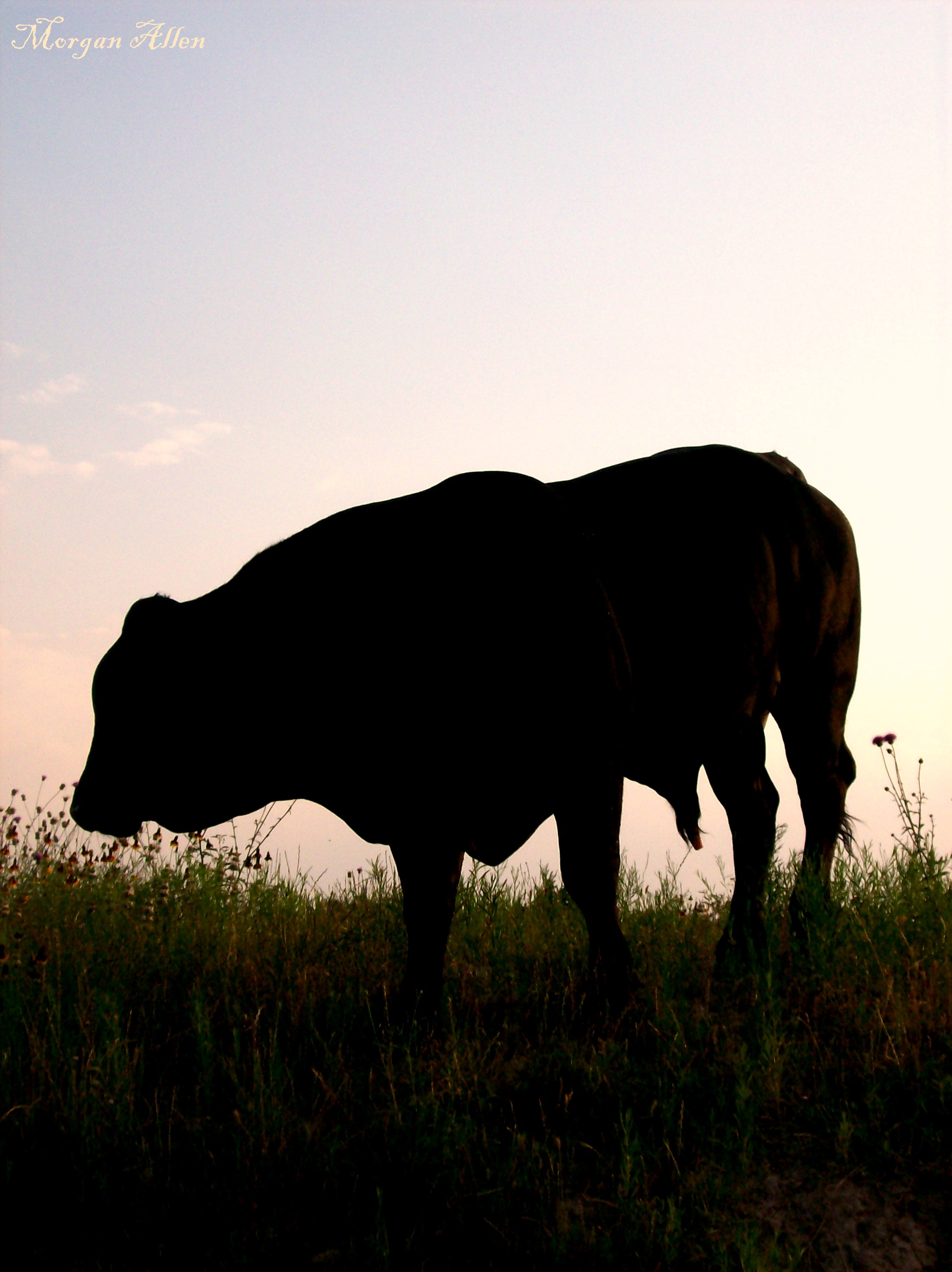 Silhouetted_Bull_by_caroro_stock.jpg