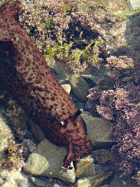 SeaSlug-m.jpg