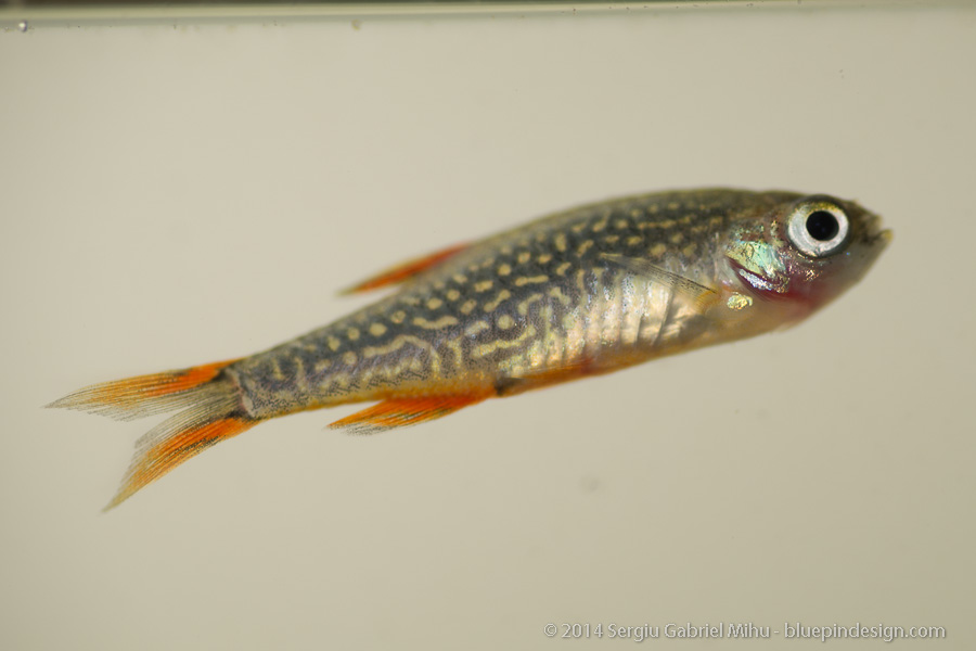 galaxy_rasbora_sick__DSC3607.jpg