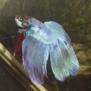 stevethebetta2.jpg