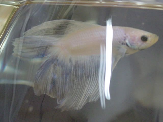 WhiteBetta.jpg