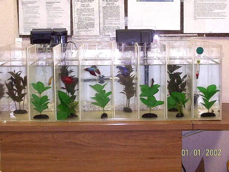 FishTank010.jpg