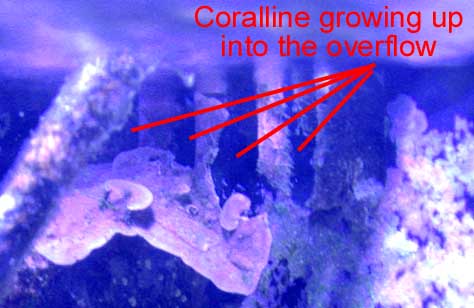 Oct2010CorallineOverflow.jpg