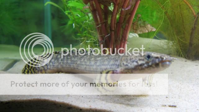 Bichir1.jpg