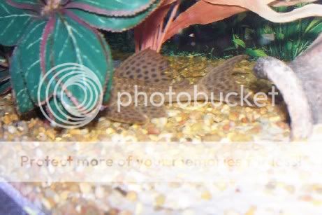 pleco5.jpg