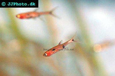 dwarf-rasbora-profile.jpg