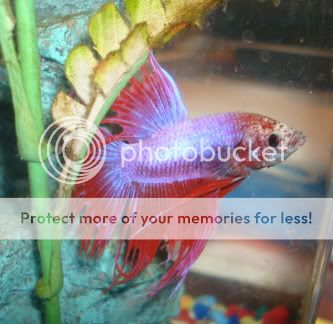 malebettas028.jpg