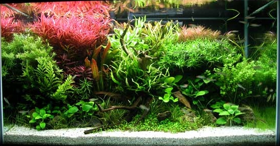 58g_aquascape.jpg