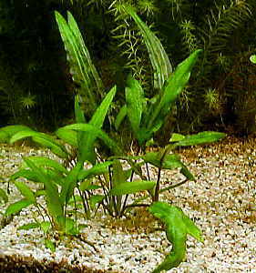 Cryptocoryne%20becketti.jpg