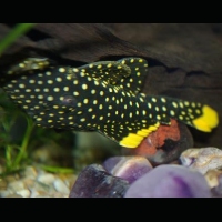 Gold%20Nugget%20Pleco.jpg