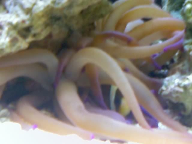 anemone-1.jpg