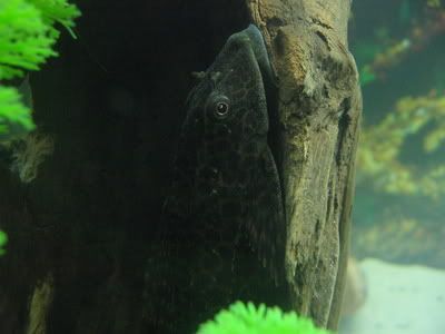 bettas005.jpg