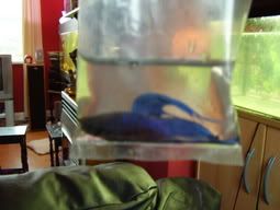 betta1.jpg