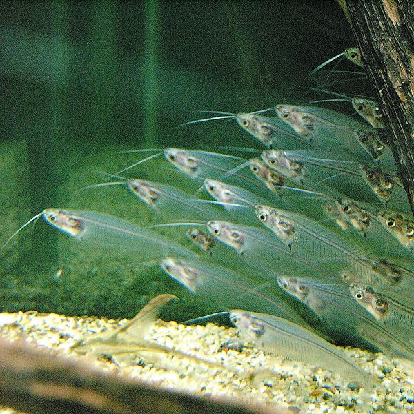 Glass_Catfish.jpg