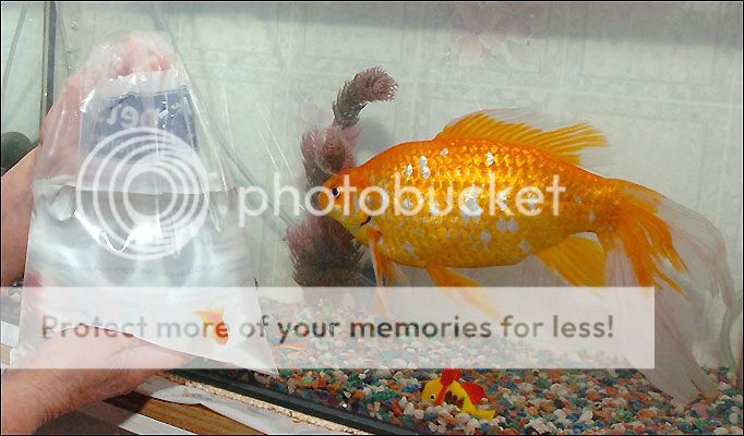 GB_BIGGEST_Goldfish_470456a_zps9d4457ba.jpg