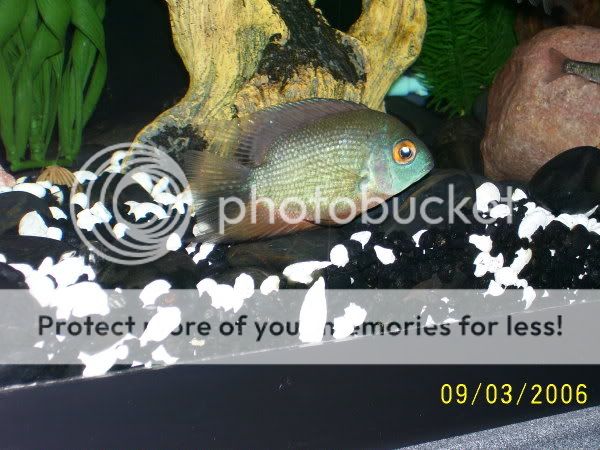 blueseverum.jpg