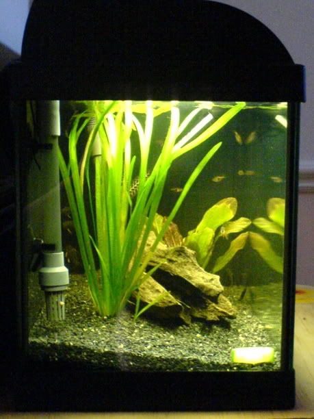 MyFluval500AquariumCurentSetup1.jpg