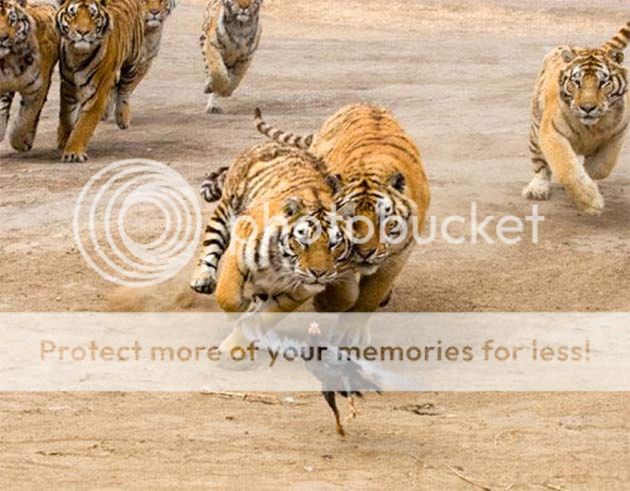 chicken-run-tiger.jpg