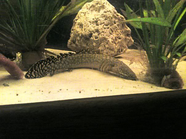 bichir.jpg