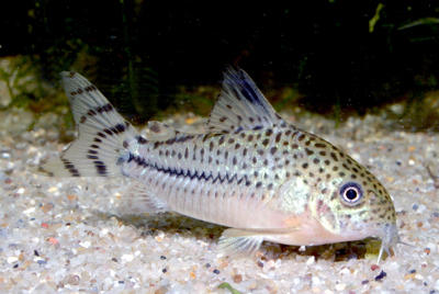 c120_species_large.jpg