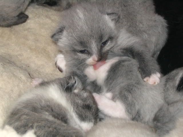 kittens319.jpg