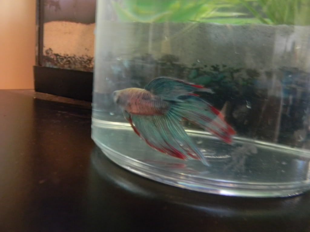 Betta001.jpg