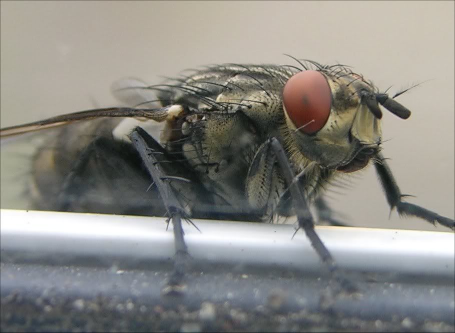 Blowfly.jpg