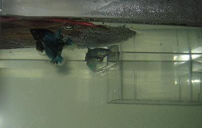 bettas361.jpg