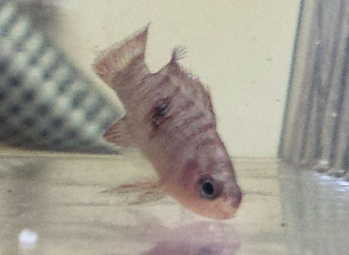 smlcichlid.jpg