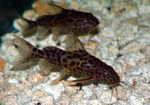 synodontis-sp1.jpg