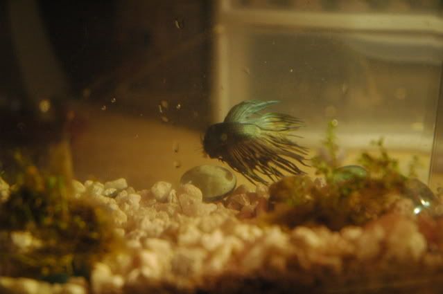 betta028.jpg