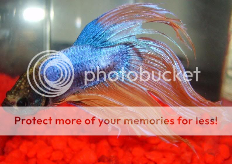 Dawnbetta.jpg