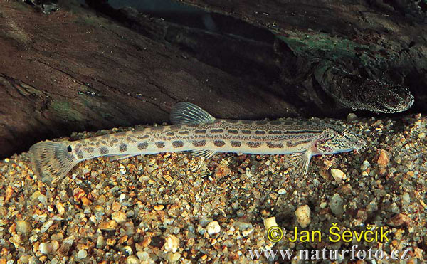 spined-loach--cobitis-elongatoides.jpg