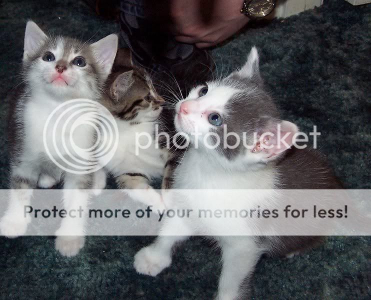 Kittens002.jpg