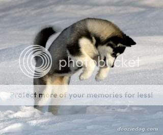 Siberian-Husky-Puppy-5.jpg